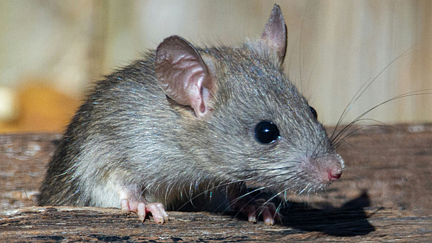 Что делать, если в стенах дома завелись мыши