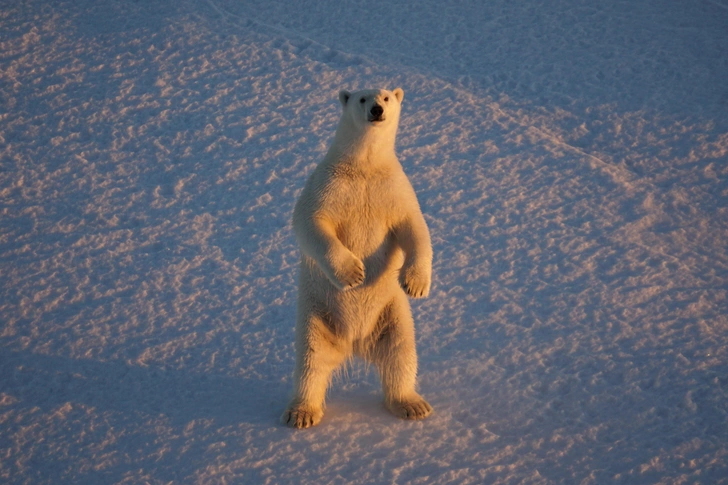 Якобы имитация, но просят до ₽900 тыс. Браконьеры научились обходить запрет на продажу шкур белых медведей Якобы имитация, но просят до ₽900 тыс. Браконьеры научились обходить запрет на продажу шкур белых медведей