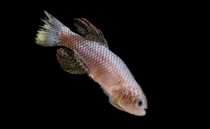 Как сон в молодости связан с долголетием? Рассказываем на примере рыб