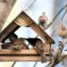 Не забудьте про пернатых – сделайте кормушку для птиц | Вдохновение ()