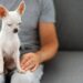 Как отучить щенка кусать руки и ноги