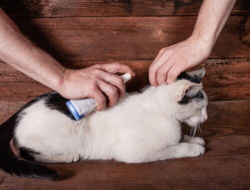 Как удалить клеща у кошки из подмышки маслом и вращением