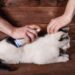 Как удалить клеща у кошки из подмышки маслом и вращением
